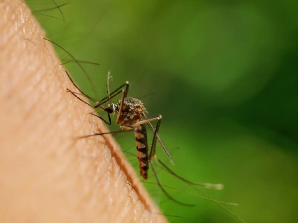 Humid subtropical climates are a paradise for mosquitoes